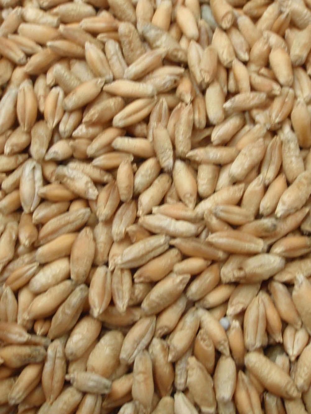 Spring Triticale
